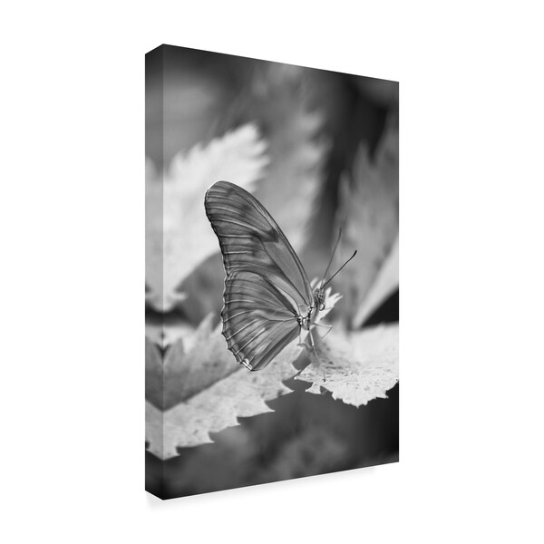 Chris Moyer 'Still Butterfly' Canvas Art,30x47